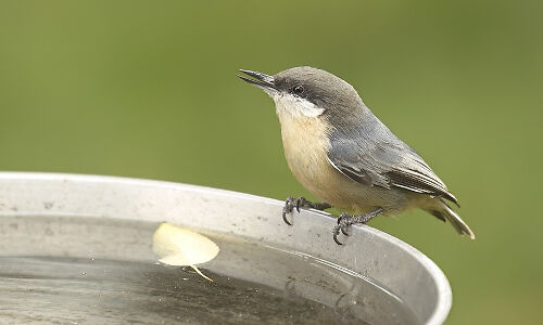 Birdbath